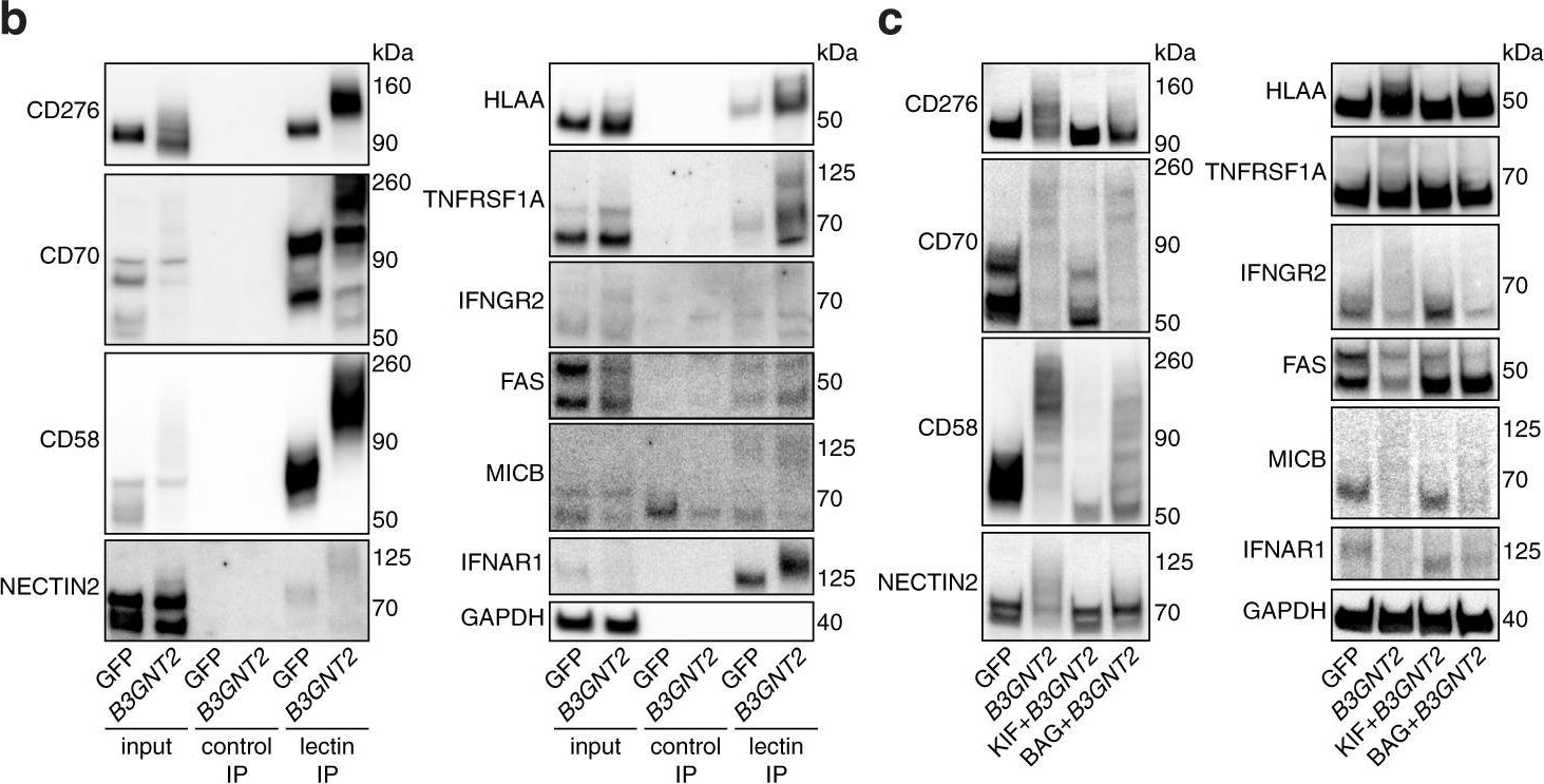 Detection of Human TRAILR1/TNFRSF10A by Western Blot