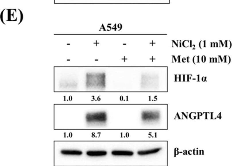 Detection of Angiopoietin-like Protein 4/ANGPTL4 by Western Blot