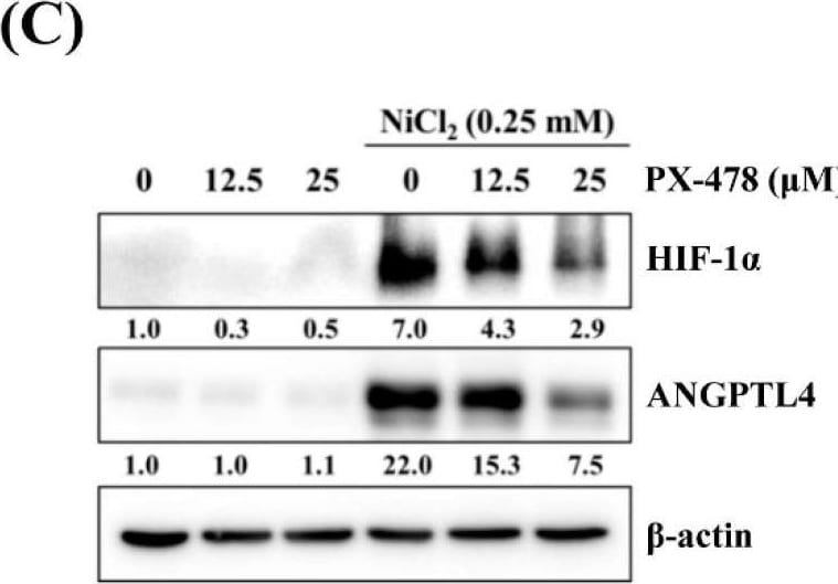 Detection of Angiopoietin-like Protein 4/ANGPTL4 by Western Blot