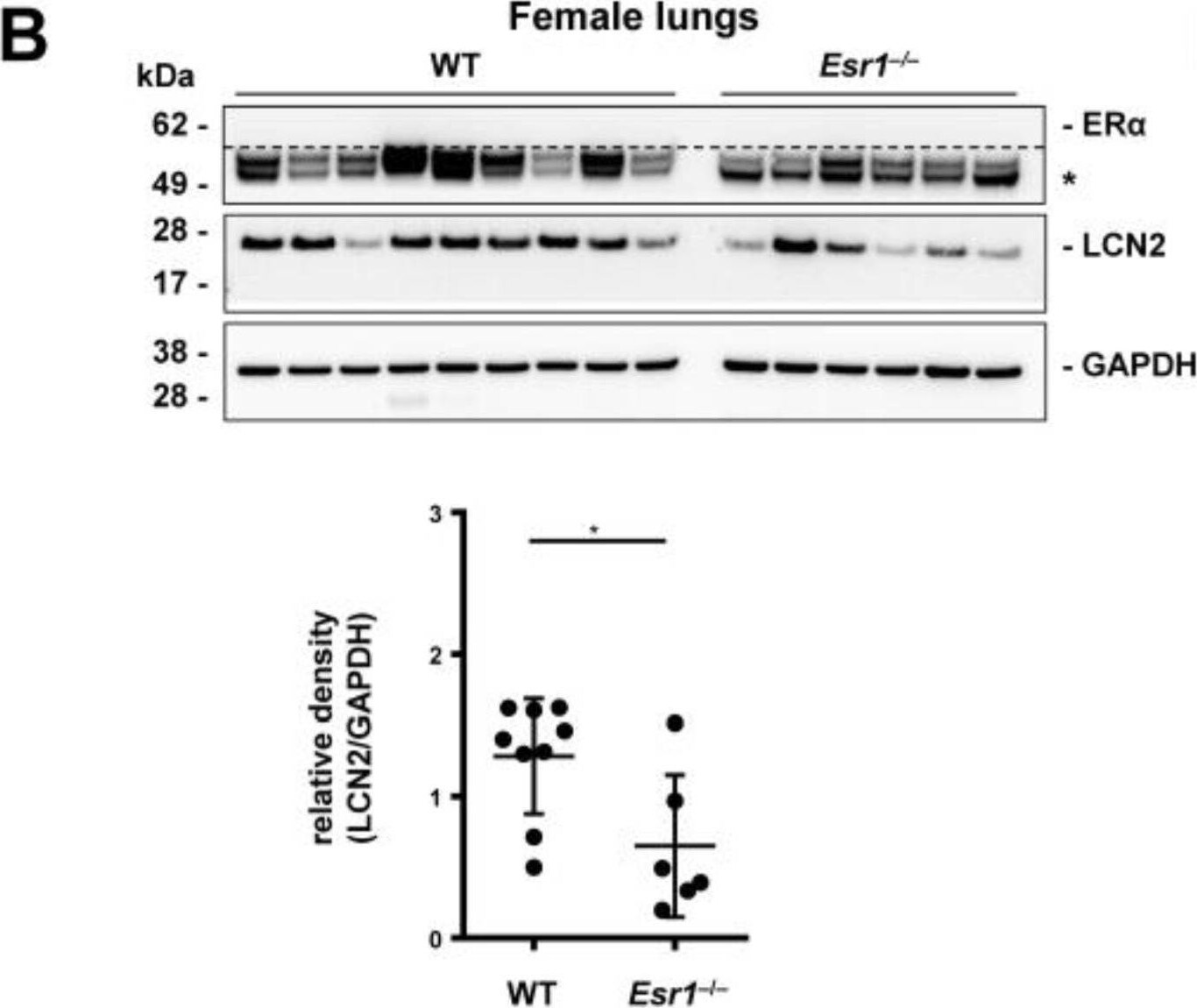 Detection of Mouse Lipocalin-2/NGAL by Western Blot