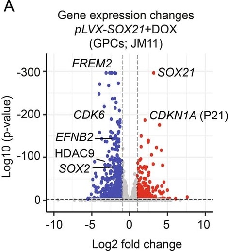 Detection of SOX21 by Flow Cytometry