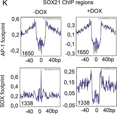 Detection of SOX21 by Flow Cytometry
