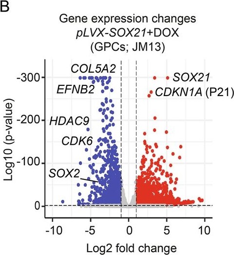 Detection of SOX21 by Flow Cytometry