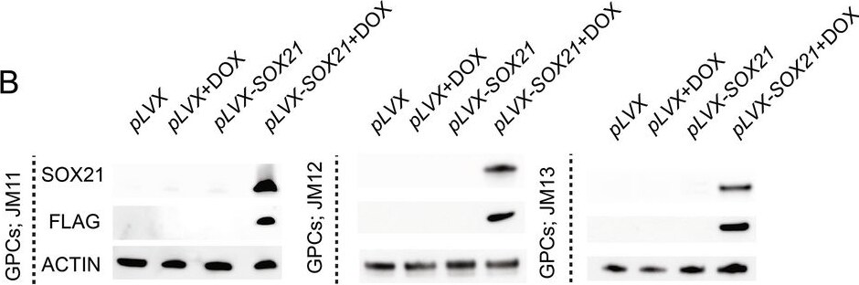 Detection of SOX21 by Western Blot