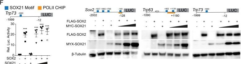 Detection of SOX21 by Western Blot