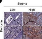 Detection of Periostin/OSF-2 by Immunohistochemistry
