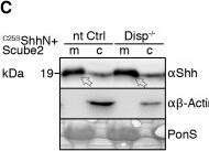 Detection of DISP1 by Western Blot
