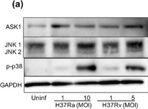 Detection of Human ASK1 by Western Blot