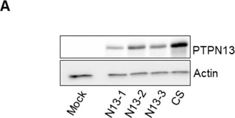 Detection of Human PTPN13/PTPL1 by Western Blot