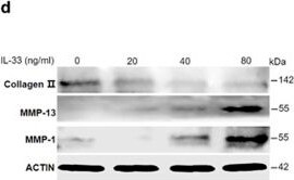 Detection of IL-33 by Western Blot