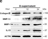 Detection of IL-33 by Western Blot