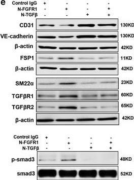 Detection of Human CD31/PECAM-1 by Western Blot
