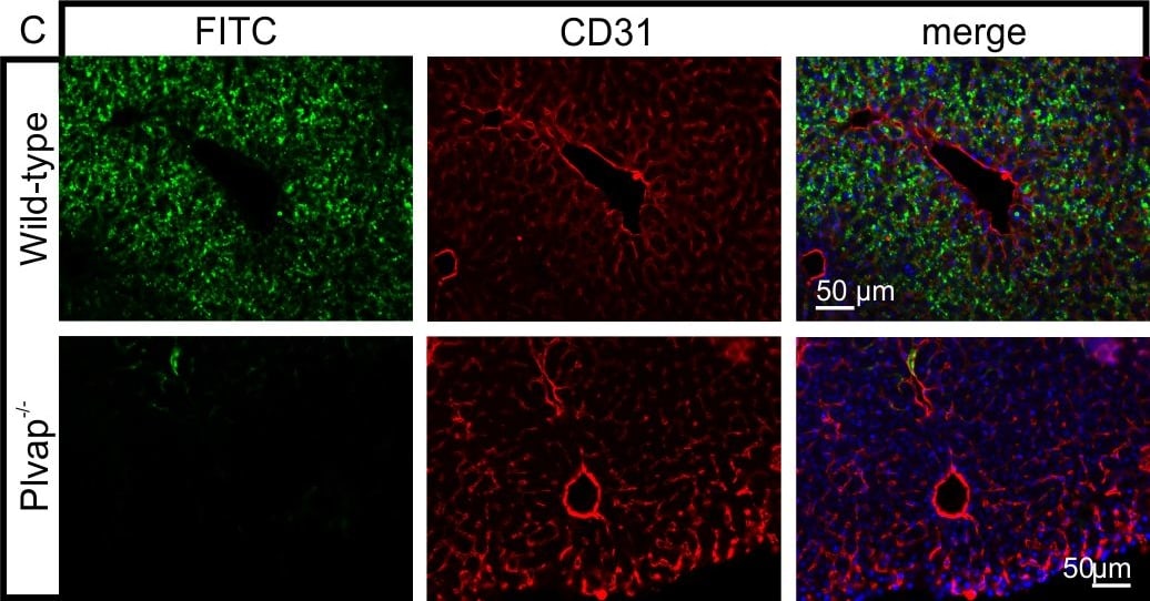 Detection of Mouse CD31/PECAM-1 by Immunocytochemistry/Immunofluorescence