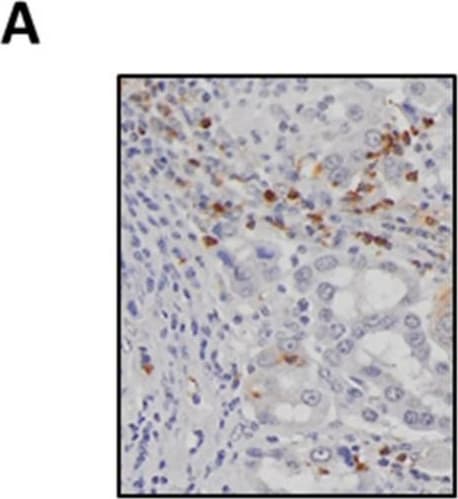Detection of Human Myeloperoxidase/MPO by Immunohistochemistry