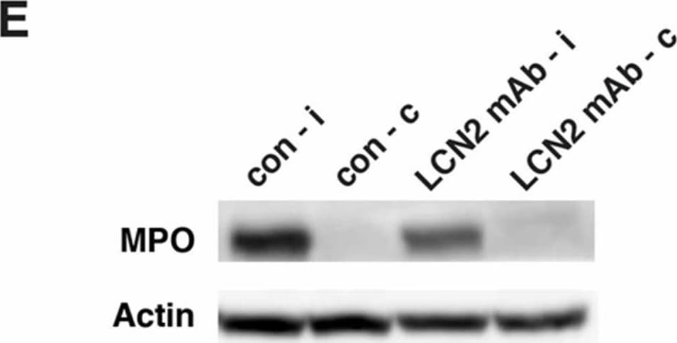 Detection of Mouse Myeloperoxidase/MPO by Western Blot