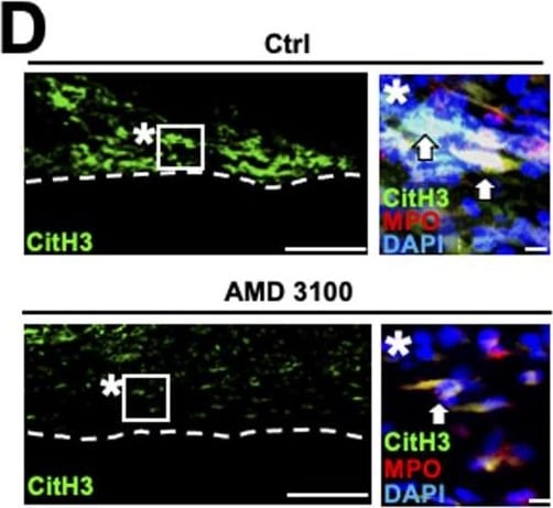 Detection of Rat Myeloperoxidase/MPO by Immunohistochemistry
