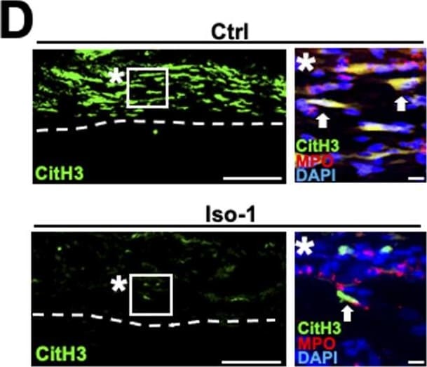Detection of Rat Myeloperoxidase/MPO by Immunohistochemistry