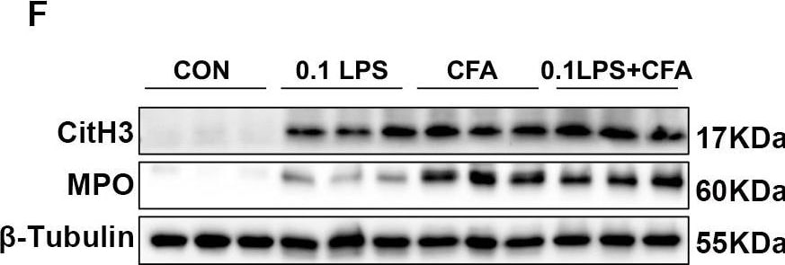 Detection of Myeloperoxidase/MPO by Western Blot