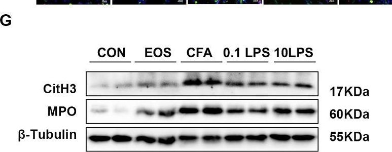 Detection of Myeloperoxidase/MPO by Western Blot
