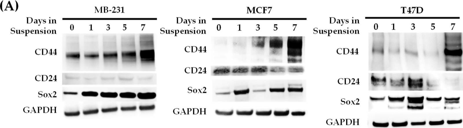 Detection of Wnt-9b by Western Blot