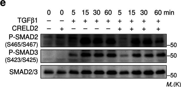 Detection of CRELD2 by Western Blot