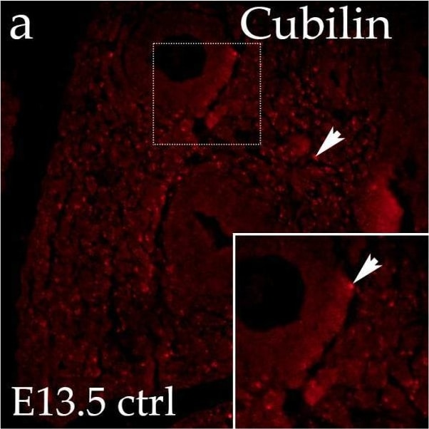 Detection of Cubilin by Immunohistochemistry
