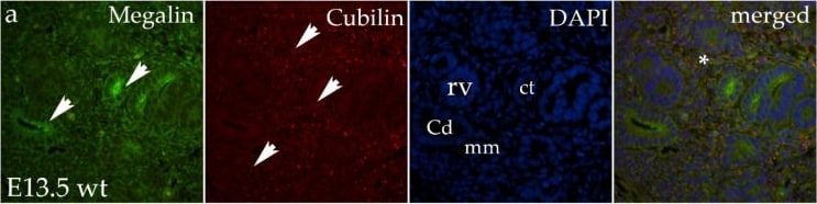 Detection of Cubilin by Immunohistochemistry
