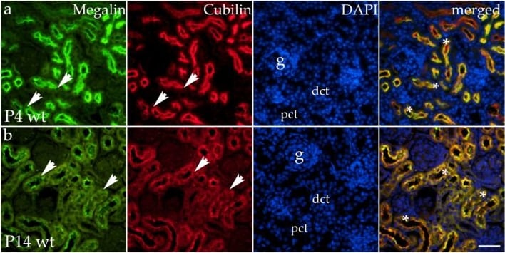 Detection of Cubilin by Immunohistochemistry