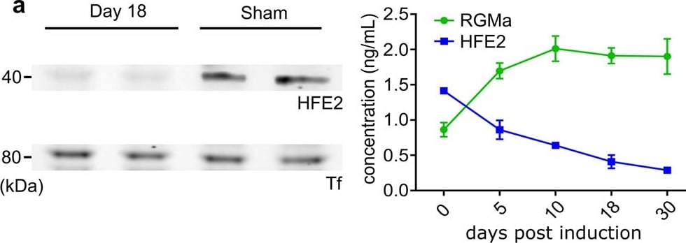 Detection of RGM-C/Hemojuvelin by Western Blot