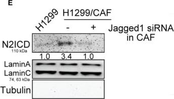 Detection of Notch-2 Intracellular Domain by Western Blot