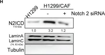 Detection of Notch-2 Intracellular Domain by Western Blot