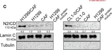 Detection of Notch-2 Intracellular Domain by Western Blot