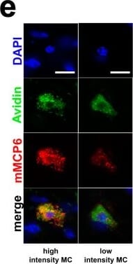 Detection of Mast Cell Protease-6/Mcpt6 by Immunocytochemistry/ Immunofluorescence