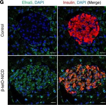 Detection of Ephrin-A5 by Immunohistochemistry