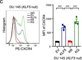 Detection of KLF5 by Flow Cytometry
