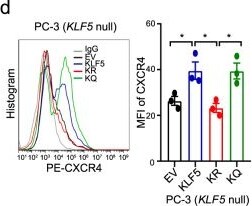 Detection of KLF5 by Flow Cytometry