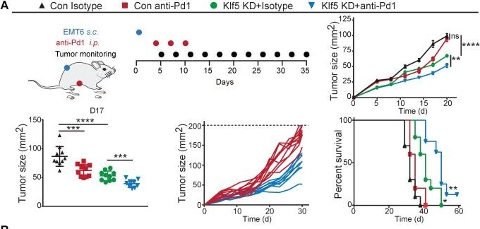 Detection of KLF5 by Flow Cytometry