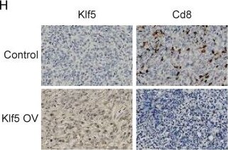 Detection of b7ehr43hcaggvlqdjz3n.jpg by Immunohistochemistry