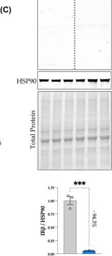 Detection of HO-1/HMOX1 by Western Blot