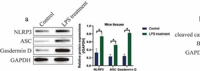 Detection of ASC by Western Blot