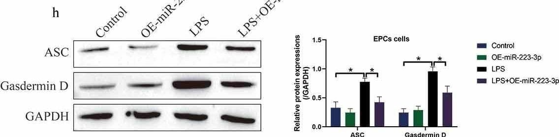 Detection of ASC by Western Blot