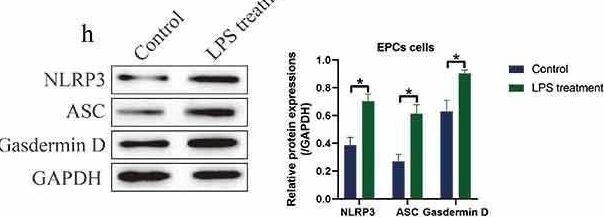 Detection of ASC by Western Blot