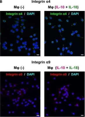 Detection of Mouse Integrin alpha 9 by Immunocytochemistry/Immunofluorescence