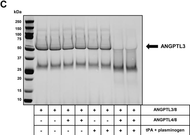 Detection of Angiopoietin-like 3 by Western Blot