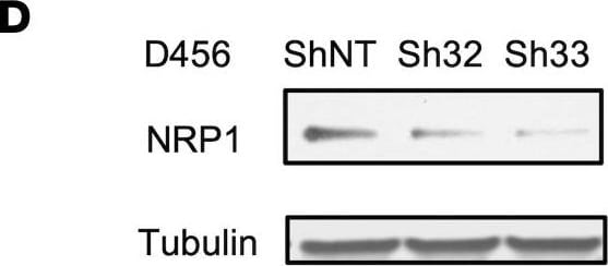 Detection of Human Neuropilin-1 by Western Blot
