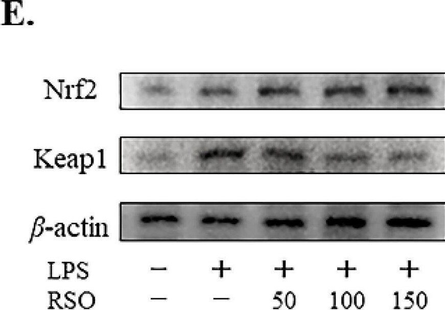 Detection of Nrf2 by Western Blot