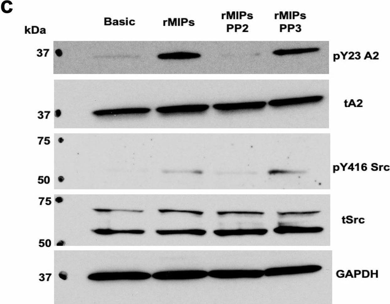Detection of Mouse Annexin A2 by Western Blot