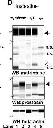 Detection of Mouse Matriptase/ST14 by Simple Western
