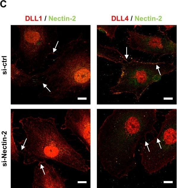 Detection of Mouse DLL1 by Immunocytochemistry/Immunofluorescence