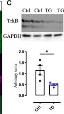 Detection of TrkB by Western Blot
